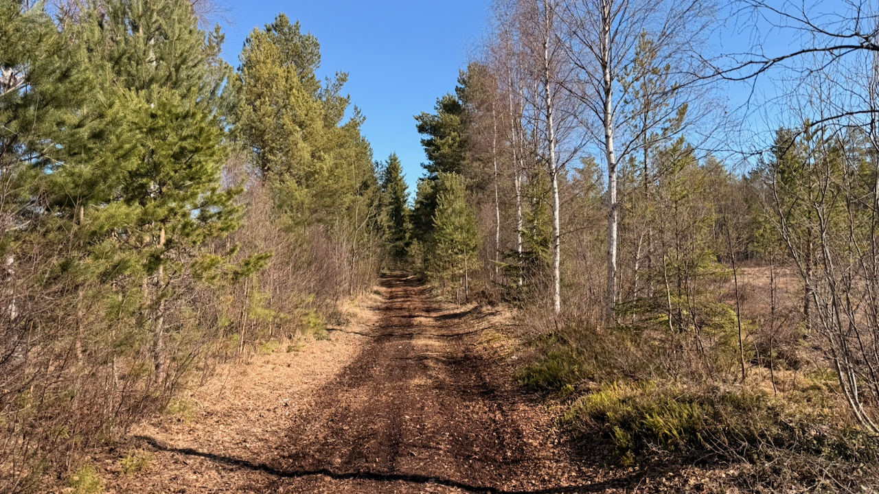 A wide dirt path winds through a peaceful mixed forest under a clear blue sky. On either side, tall evergreen pines and slender birch trees with white bark line the trail.