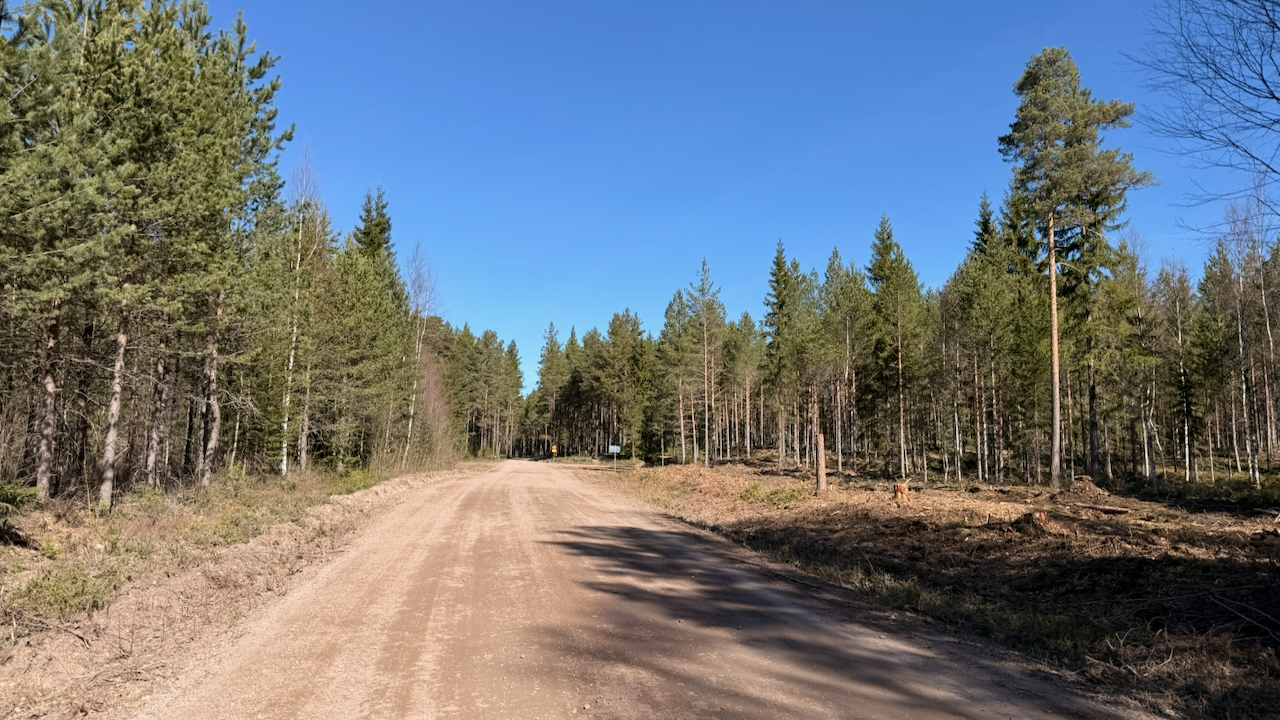 A dirt road winds through a dense pine forest under a clear blue sky on a sunny day.