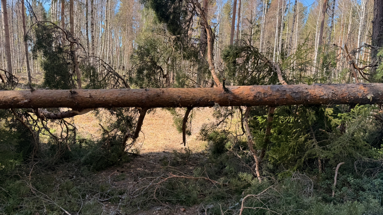 A large fallen pine tree lies horizontally across a wooded area, with its branches reaching toward the forest floor. Jump over, or crawl under.