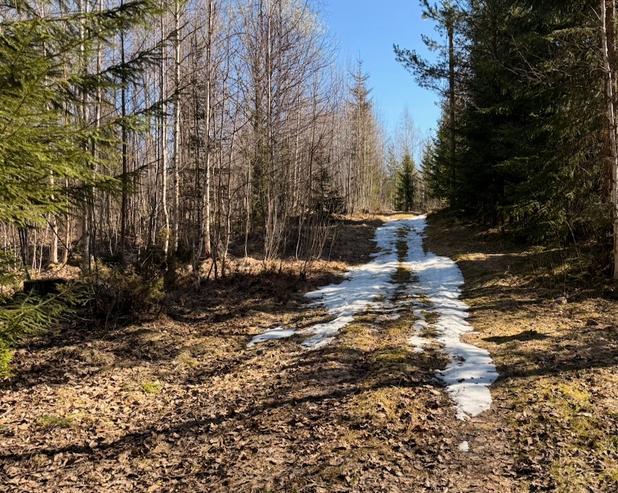 A forest trail with patches of melting snow under a clear blue sky on a sunny spring day.