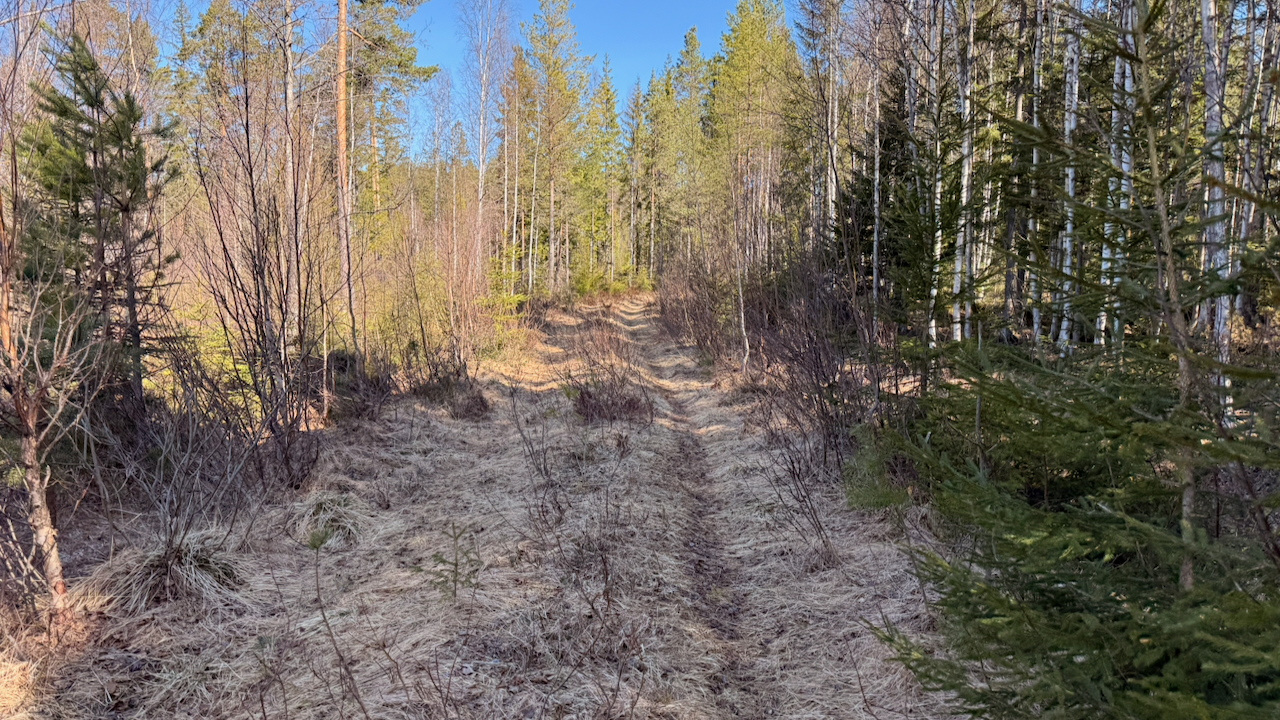 A narrow, grassy path winds through a Nordic forest with tall pine and birch trees under a clear blue sky.