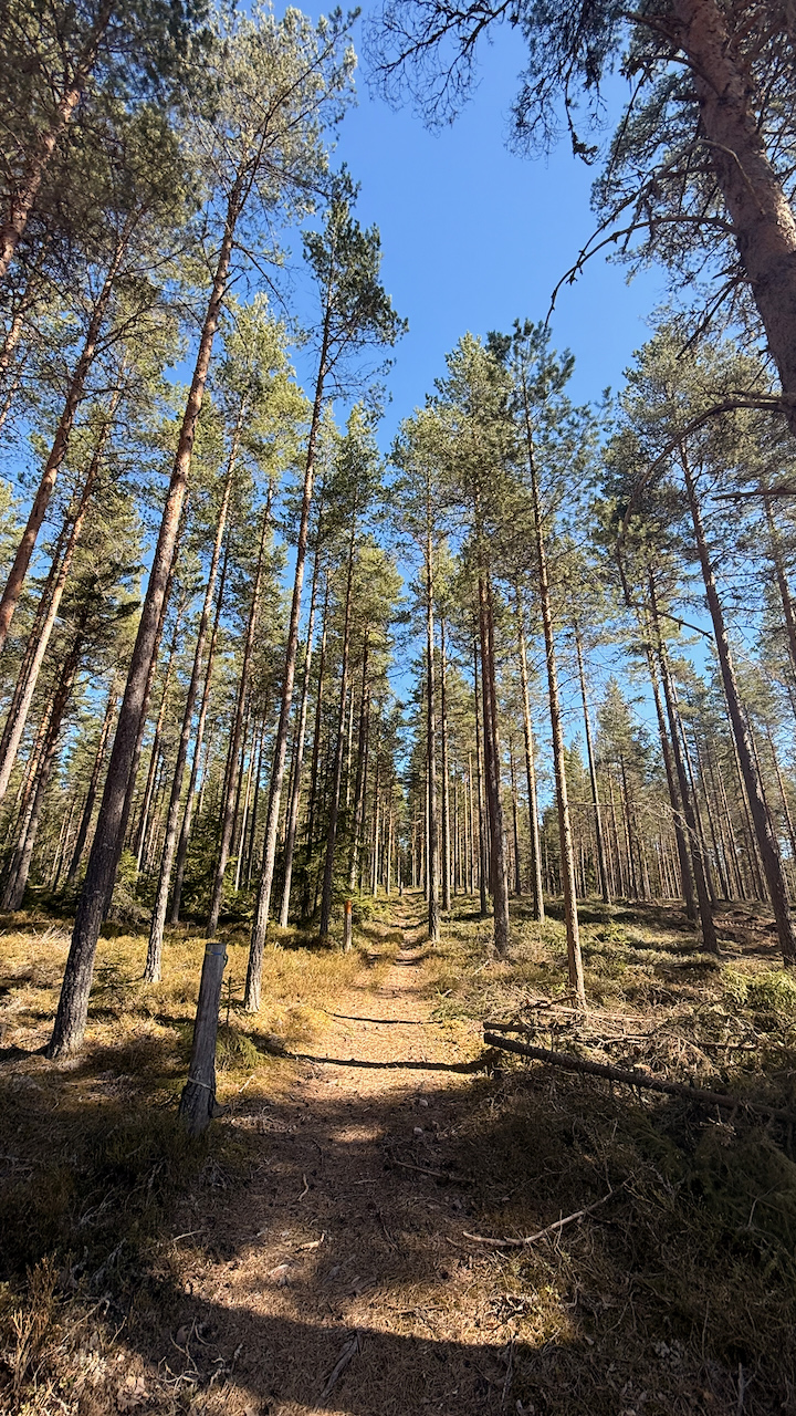 A narrow dirt hiking trail winds through a dense pine forest under a clear blue sky on a sunny day.