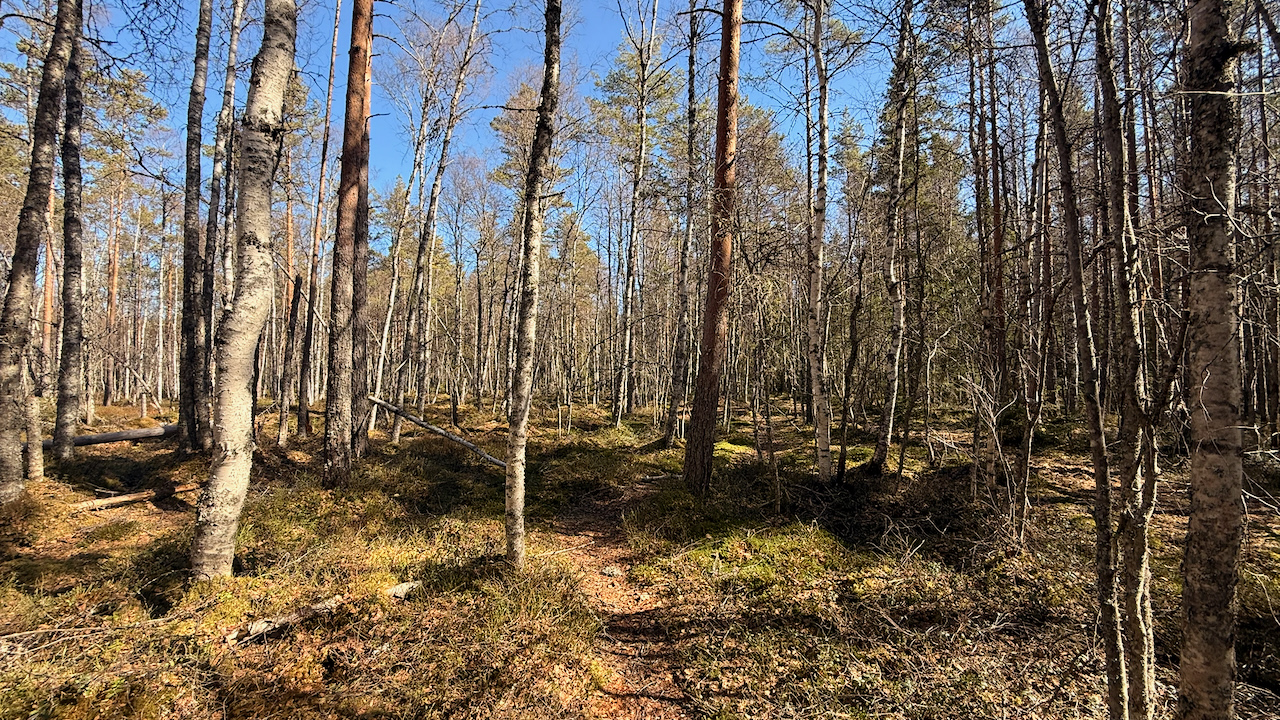 A dense mixed forest with tall birch and pine trees on a sunny day with a clear blue sky. The forest floor is covered in patches of green moss, dry grass, and shadows.