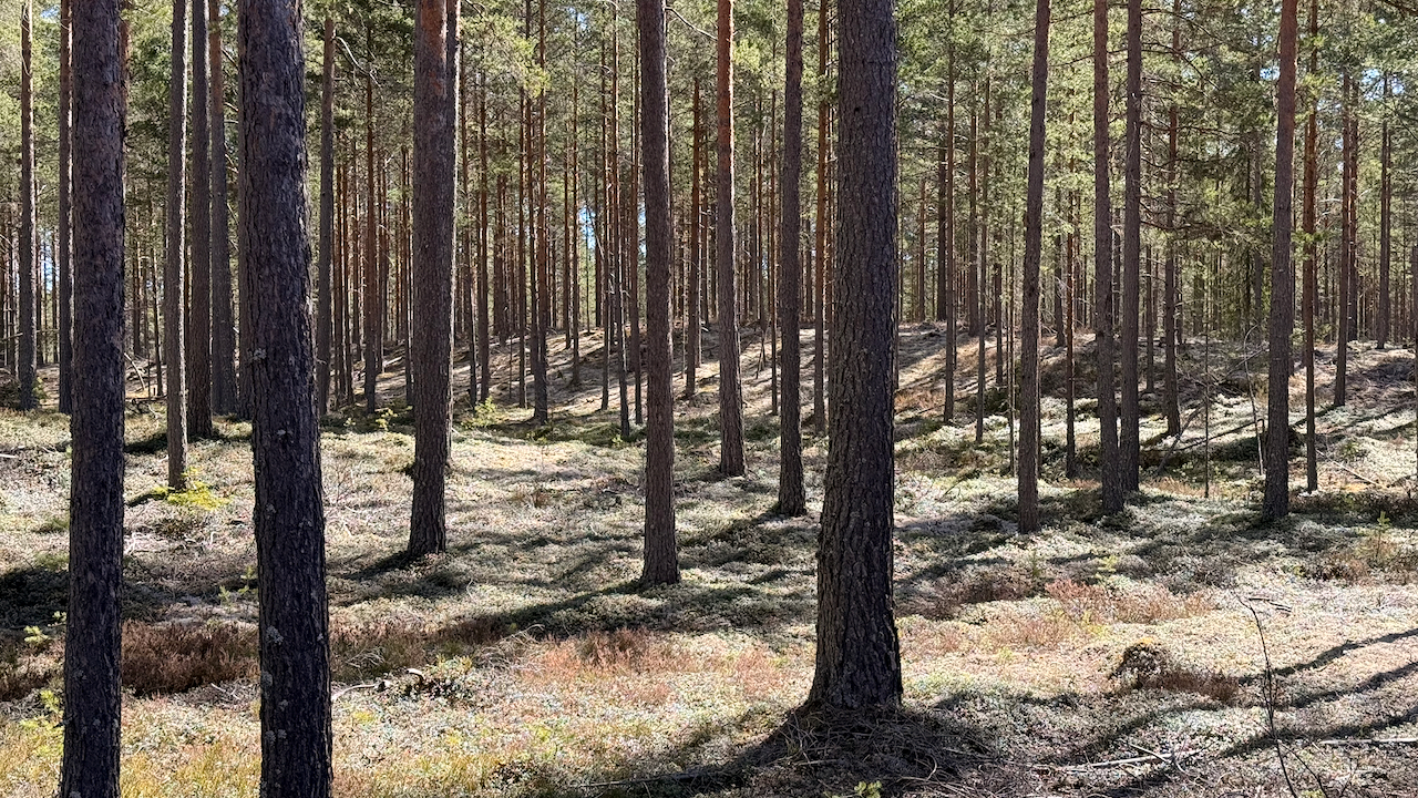 A dense pine forest with tall straight tree trunks and a forest floor covered in moss and low vegetation under sunlight.