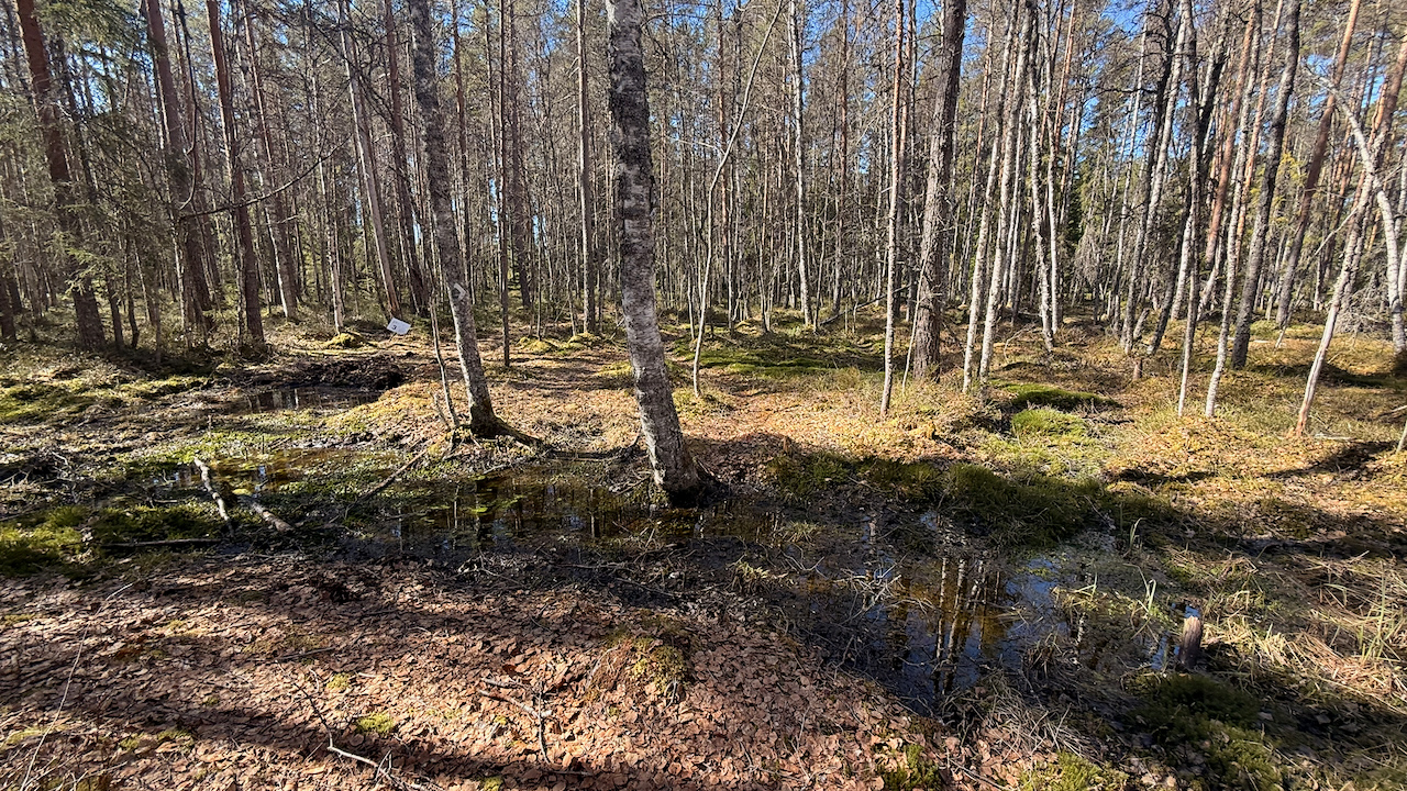 A dense birch and pine forest with standing water on a muddy floor covered in fallen leaves and green moss.