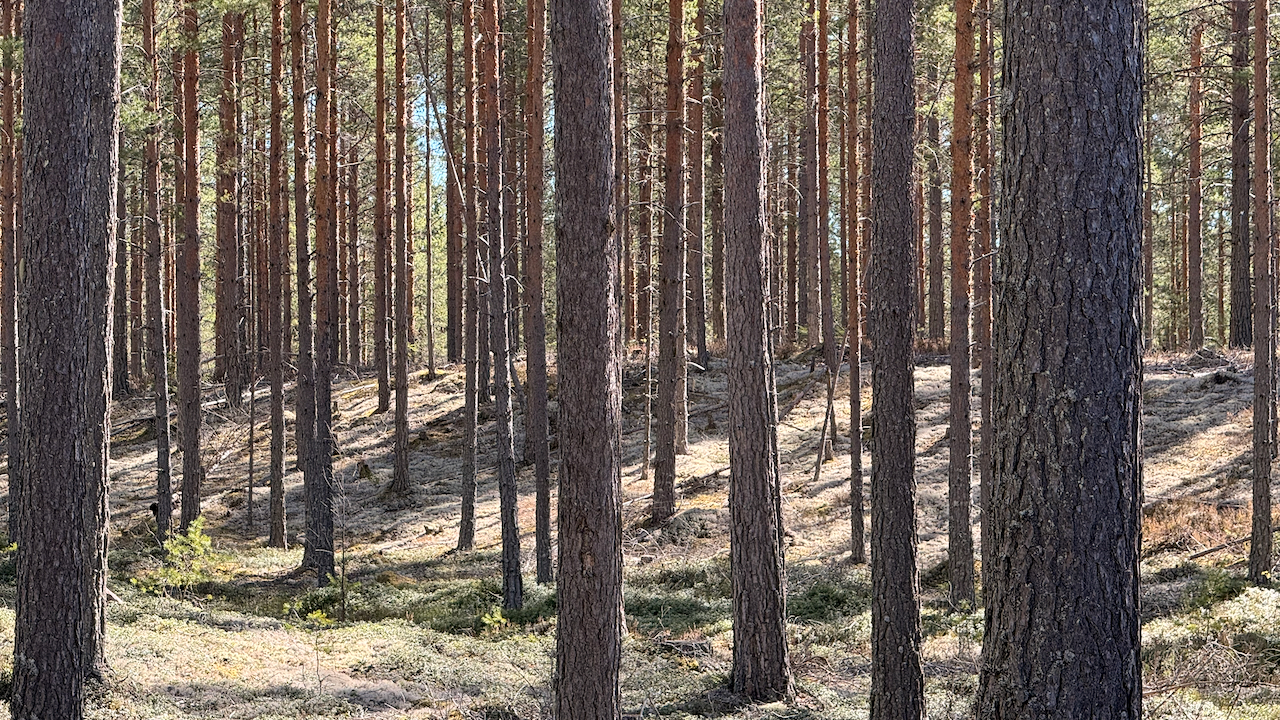 A dense forest of tall pine trees with sunlight filtering through the canopy onto a mossy ground.